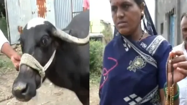 भैंस ने निगल लिया डेढ़ लाख रुपये का मंगलसूत्र, जानिए आगे क्या हुआ?