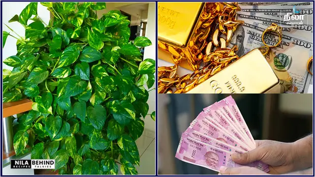 துளியும் கடன், கடன் தொல்லை இல்லாமல் இருக்க இந்த 1 செடி வீட்டில் இருந்தால் மட்டும் போதும்!