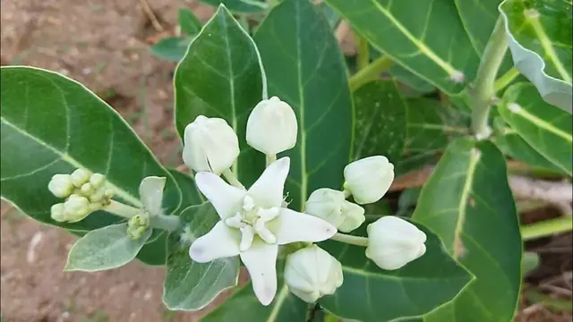 உங்களை வீழ்த்த நினைக்கும் எதிரிகளை நீங்கள் விழ்த்தி வெல்ல வேண்டுமா ? இதை மட்டும் செய்யுங்கள் போதும்!