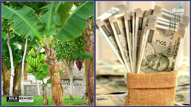வீட்டில் லட்ச கணக்கில் பணம் சேர ? இந்த ஒரு மரத்தை வளர்த்தால் போதும்!