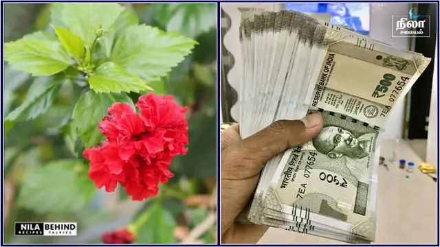 அனைத்து விதமான பிரச்சினைகளையும்  தீர்க்கும் செம்பருத்தி செடி இந்த திசையில் மட்டும் வையுங்கள்!!