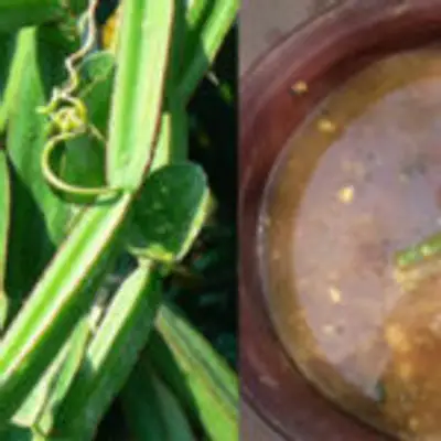 ருசியான பிரண்டை கடையல் செய்வது எப்படி? மூட்டு வலிக்கு சிறந்த மருந்து இது!!!