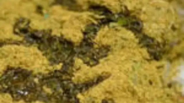 தூக்கி போடும் கொத்தமல்லி வேரில் சாதப்பொடி , அற்புதமான சுவையில் இருக்கும்!