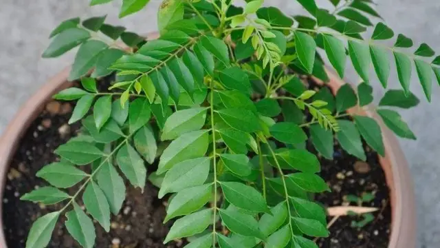 இந்த செடியை தனியாக வளர்ந்தால்! கனவன் மனைவி இடையே சன்டை வரும்!