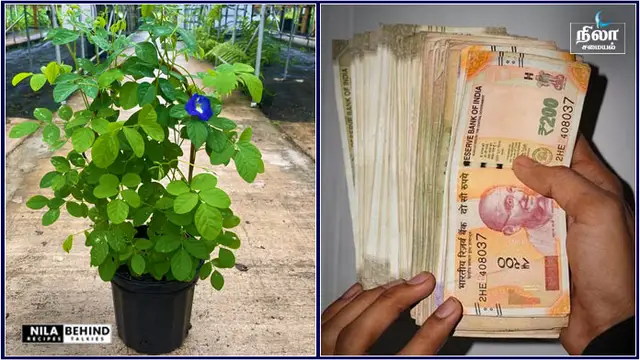 துளியும் கடன், கடன் தொல்லை இல்லாமல் இருக்க இந்த 1 செடி வீட்டில் இருந்தால் மட்டும் போதும்!