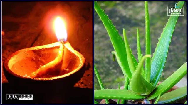 வீட்டில் அதிர்ஷ்டம், பணம் பெருக கற்றாழை செடியை வீட்டின் இந்த இடத்தில் இந்த திசையில் வைக்க வேண்டும்!