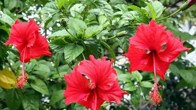 வாரம் ஒரு முறை இந்த தண்ணீரில் தலைமுடியை அலசி பாருங்க நீளமாகவும், அடர்த்தியாகவும் வளரும்!