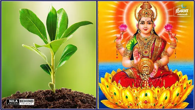வீட்டில் உண்மையாக பணம் மழையாக கொட்ட வேண்டுமா ? இந்த ஒரு செடி இருந்தால் மட்டும் போதும்!!