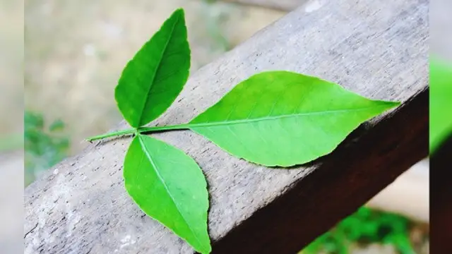 Sawan 2023: बेलपत्र से करें ये अचूक उपाय, जरूर पूरी होगी मनोकामना, जानें बेलपत्र चढ़ाने के नियम
