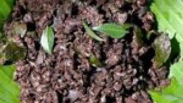 இரத்தப்பொரியல் இனி இப்படி செஞ்சி பாருங்க! அஹா இதன் சுவையே தனி தான்!