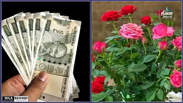 நல்ல சம்பளத்தில் வேலை கிடைக்க ஏன் அரசாங்க வேலை கூட கிடைக்க வேண்டுமா ? இதை மட்டும் செய்யுங்கள்!