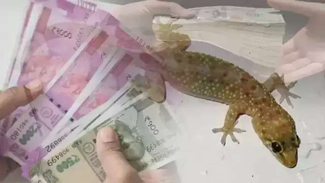 அட்சய திருதியை அன்று பல்லியை பார்த்தால் ஏற்படும் நன்மைகள்