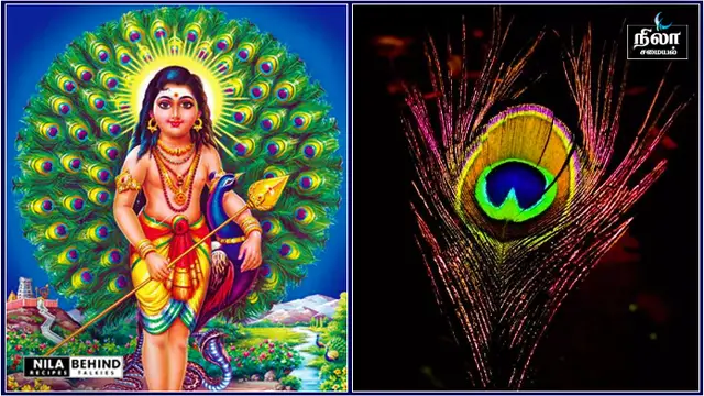 முறுகனின் வாகனம் மயிலின் இறகை நாம் வீட்டில் வைப்பதால் நமக்கு ஏற்படும் நன்மைகள்!