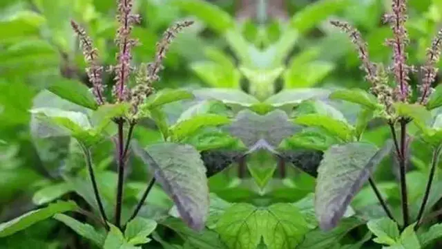 नए साल के पहले दिन इन चीजों खरीदना ना भूलें, माता लक्ष्मी होंगी मेहरबान