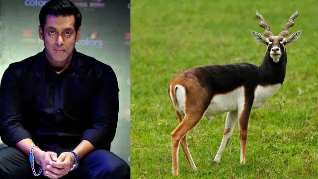 सलमान खान से हाई कोर्ट ने मांगा जवाब, काला हिरण मामले में मेकर्स बोले- दो मुकदमे चलाना ठीक नहीं