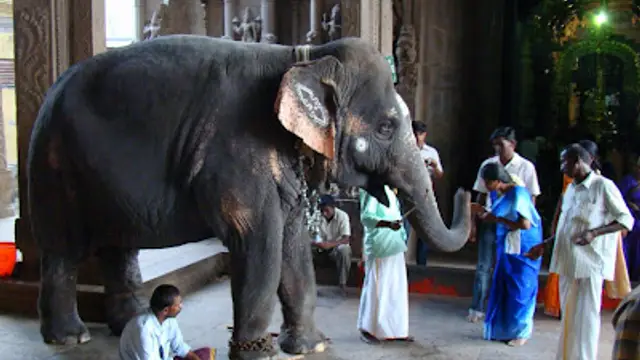 இந்த விலங்கின் ஆசிர்வாதம் கிடைத்தால் மட்டும் போதும் பணம் வீடு தேடி வரும்!