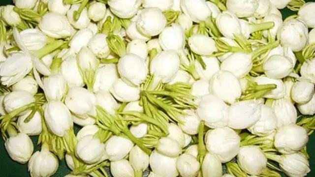 வீட்டில் பணம் சேர்ந்து கொண்ட இருக்க வேண்டுமா இந்த ஒரு ஒரே செடி வளர்த்தால் போதும்!