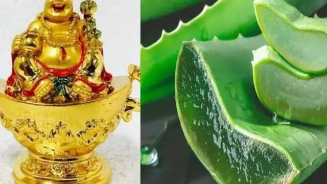 வாஸ்து சாஸ்திரத்தின் படி கற்றாழையை வீட்டில் எந்த திசையில் வைத்தால் நல்லது என்று பார்க்கலாம்