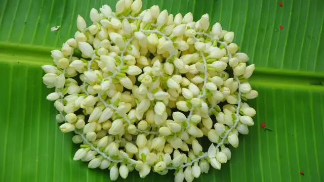 தமிழ் புத்தாண்டு அன்று இந்த 3 பொருட்கள் வாங்கினால் மட்டும் போதும்,செல்வ செழிப்பை பெருகிக் கொண்டே வரும்!