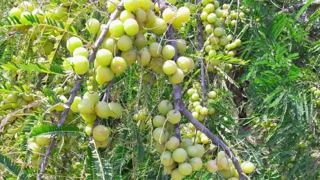 छोले की सब्जी के स्वाद के संग रंग को बरकरार रखेंगे ये अमेजिंग टिप्स, फॉलो करें इन्हें और जीते घरवालों संग सबकी तारीफें।