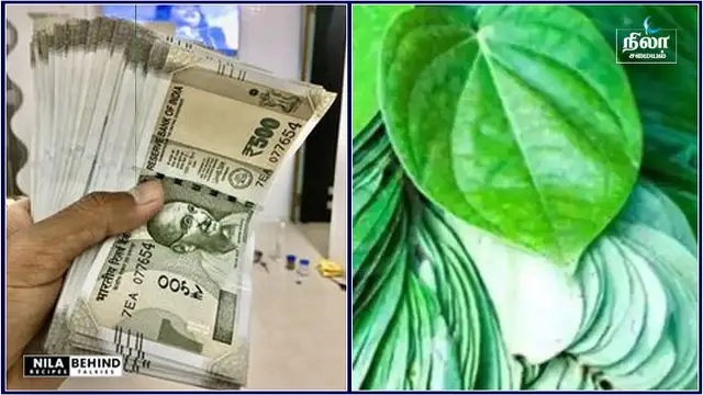 பணம் வரவு அதிகரிக்க வேண்டுமா ? வெற்றிலையை வைத்து இப்படி செய்யுங்கள்!