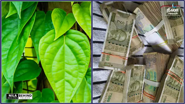 கொடுத்த பணம் திரும்ப கிடைப்பதற்கு செய்ய வேண்டிய வெற்றிலை பரிகாரம்!!