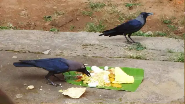 உங்கள் வாழ்க்கை தரம் உயர ஆடி அமாவாசை தினத்தில் காகத்திற்கு இப்படி உணவு வைத்து பாருங்கள்!!