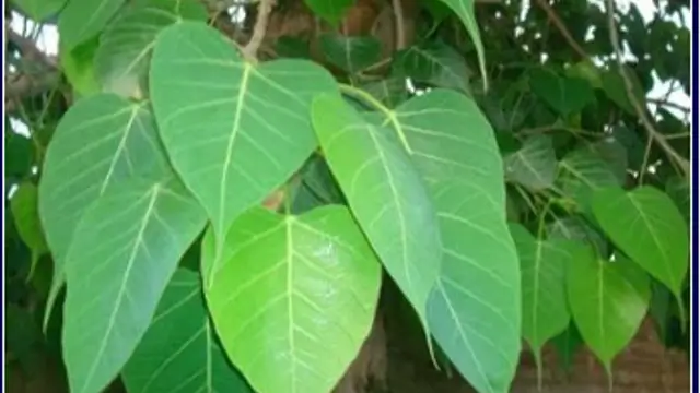 கையில் ஒரு ரூபாய் கூட இல்லை என்றாலும் அரச இலையில் இதை செய்யுங்கள்! பணம் உங்களை தேடி வந்து சேரும்!