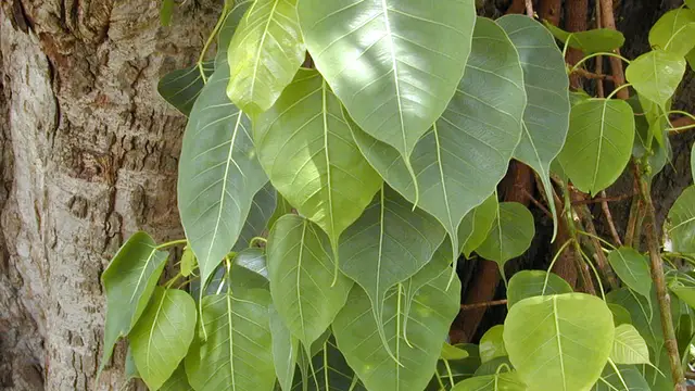 உங்கள் கடன் பிரச்சனை தீர கால அவகாசம் தேவைப்படுகிறதா ? 6 ஞாயிற்று கிழமை இதை செய்யுங்கள்!