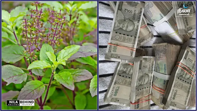 துளசி செடி பற்றி யாரும் அறிந்திராத சில தகவல்கள்!!