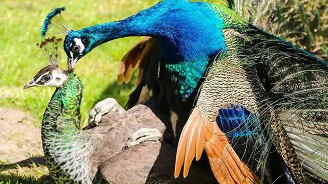 क्या आपको भी आते हैं ऐसे सपने? तो चमकने वाली है आपकी किस्मत