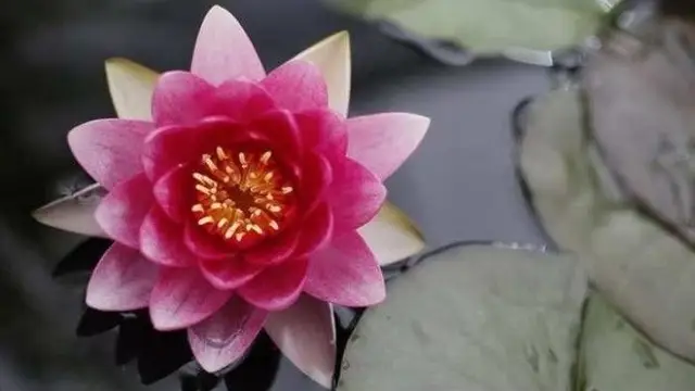 सुंदर और घने बालों के लिए अपनाए ये बेस्ट हेयर केयर टिप्स, 10 दिनों में दिखेगा असर